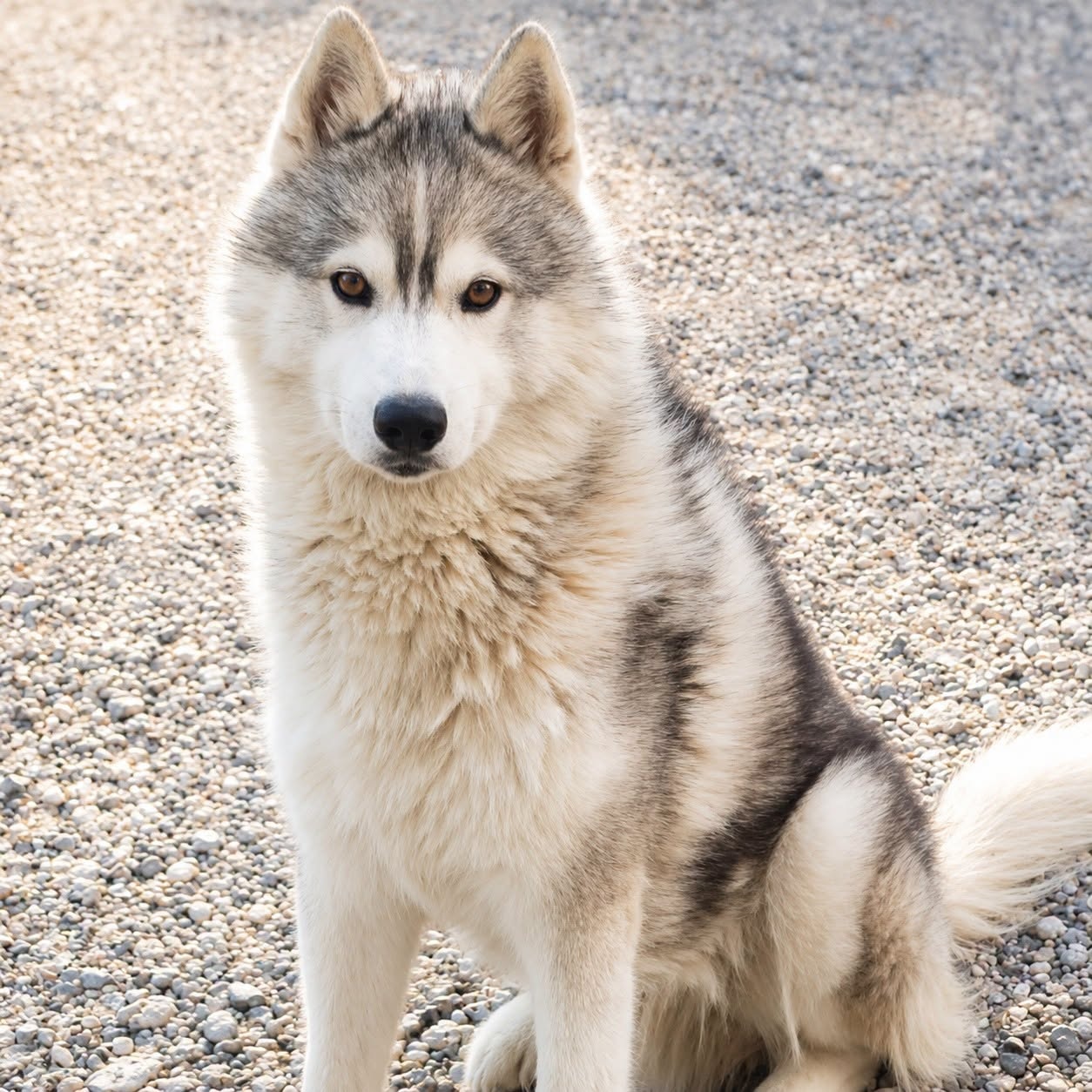 Adoption SNOW