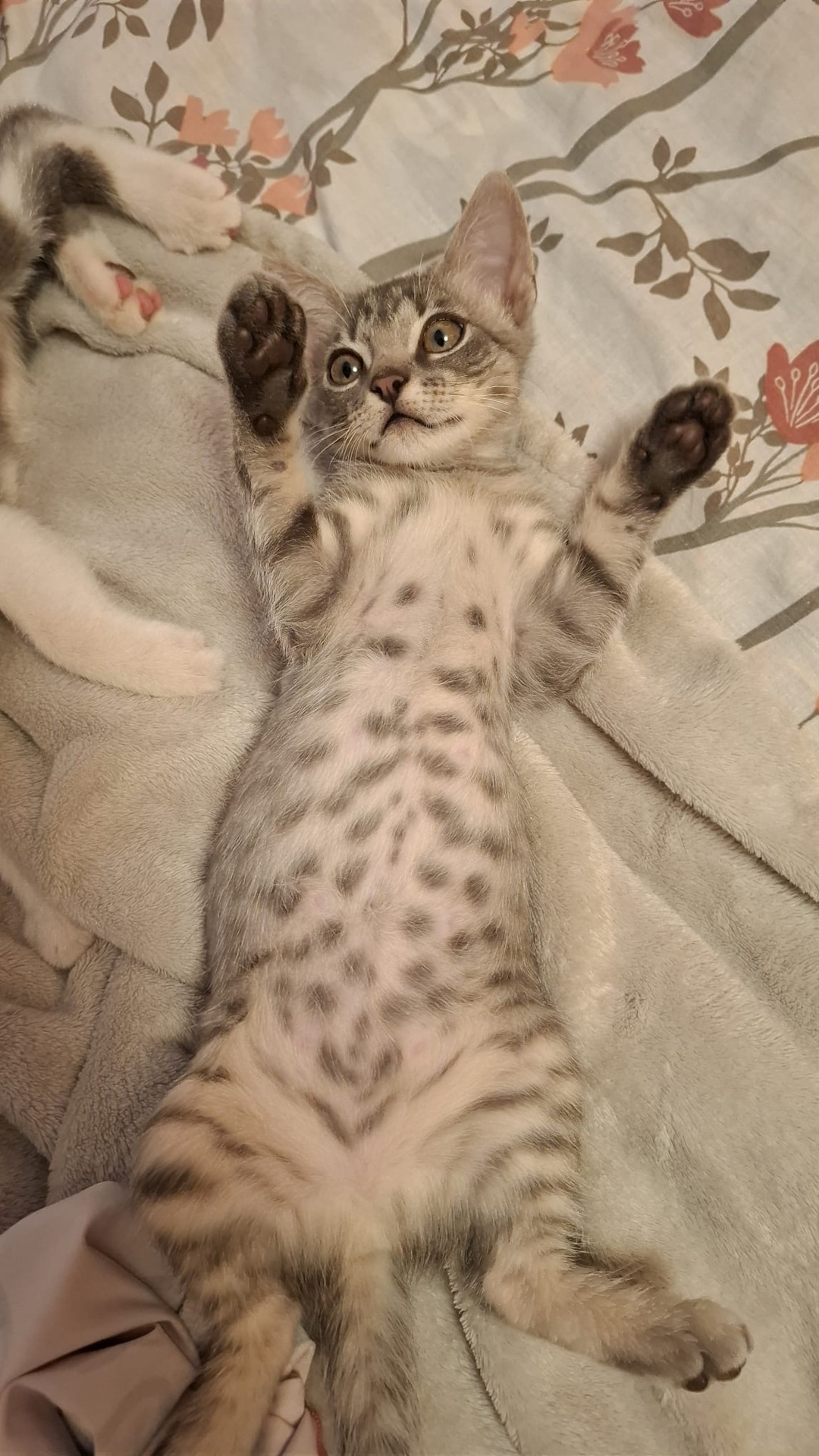 Adoption Boon