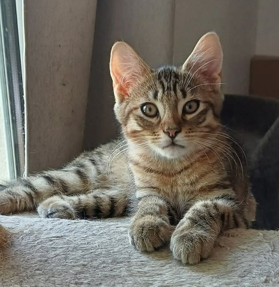 Adopter BANZAI