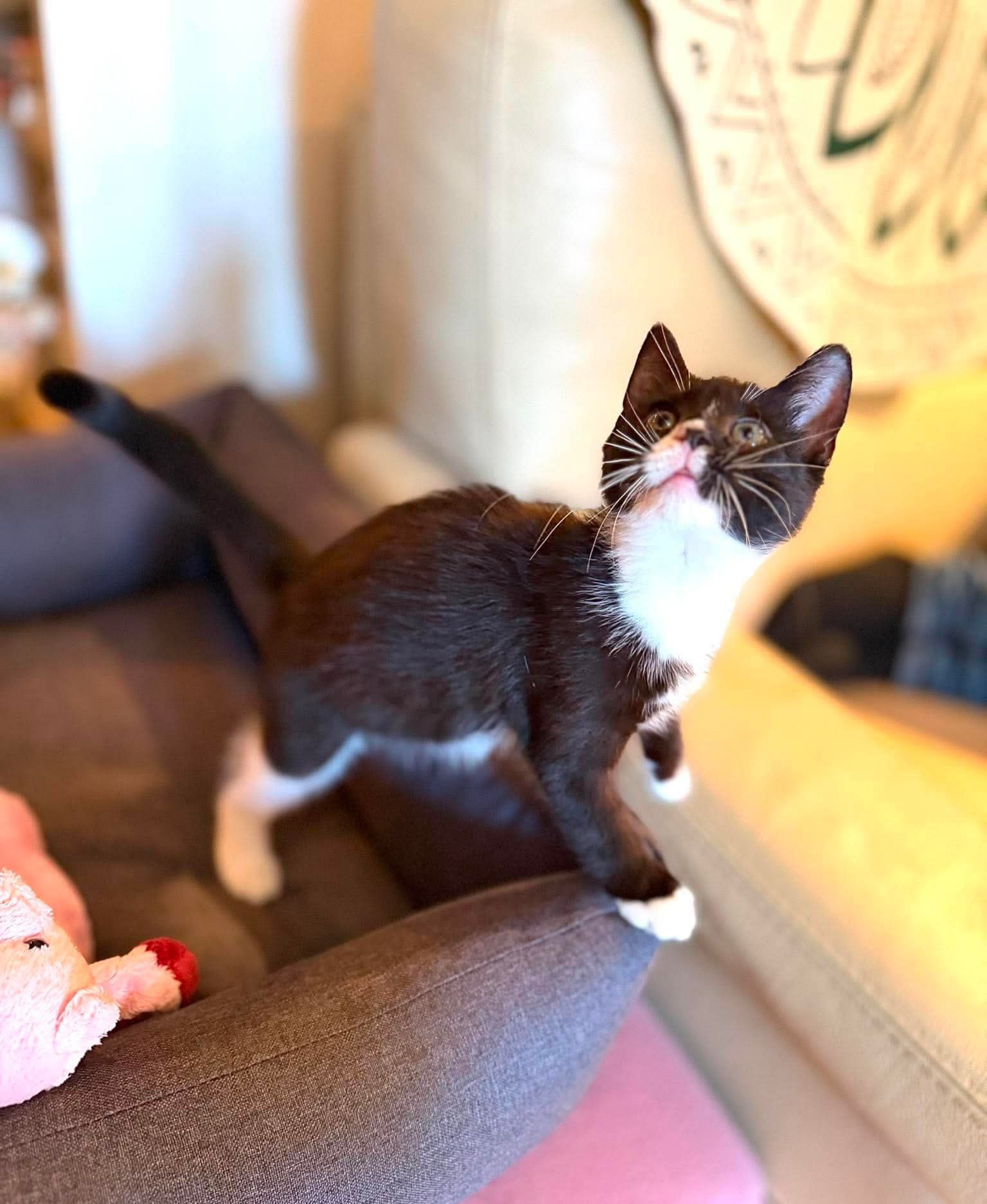 Adopter Betty