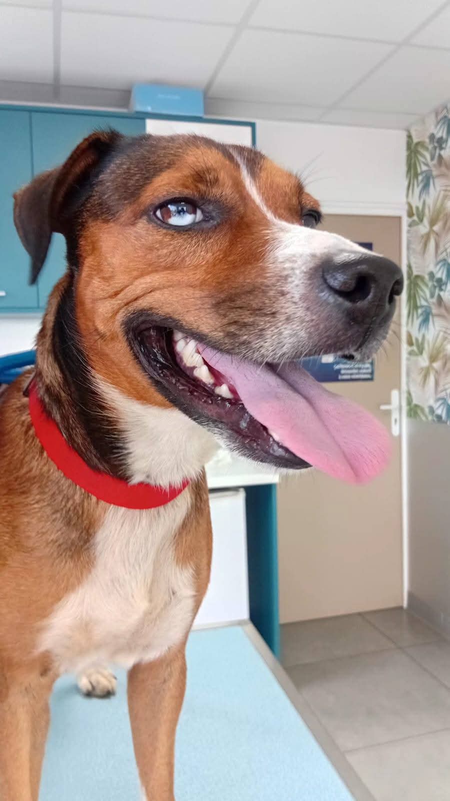 Adopter Stiew