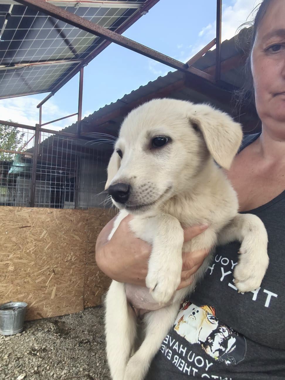 Adopter SABINA