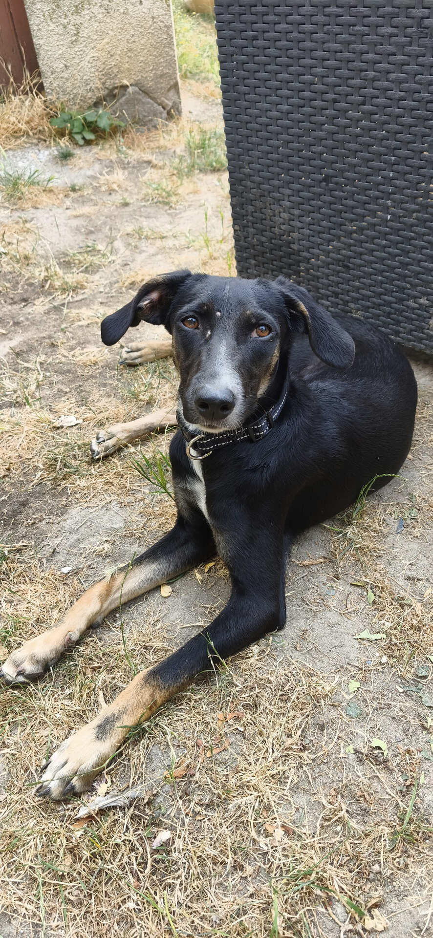 Adopter Shania
