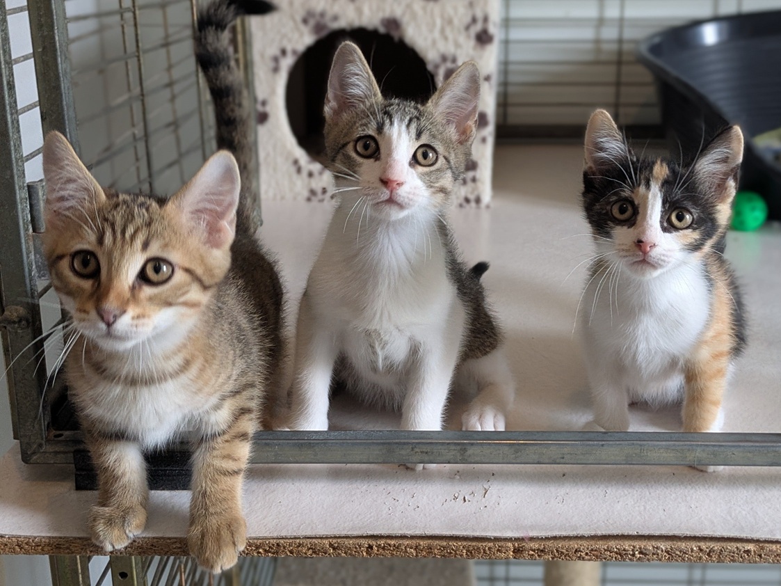 Adoption BIJOU