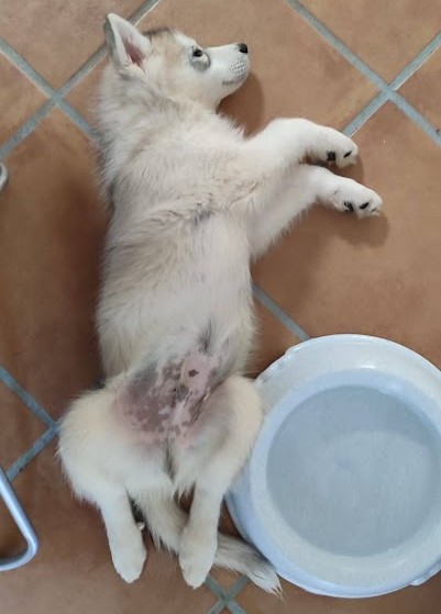 Adopter HURLEY