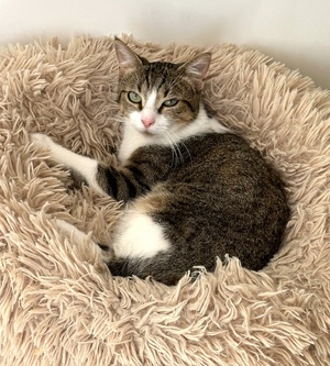 Adopter Nala