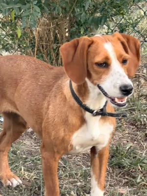 Adopter Boly