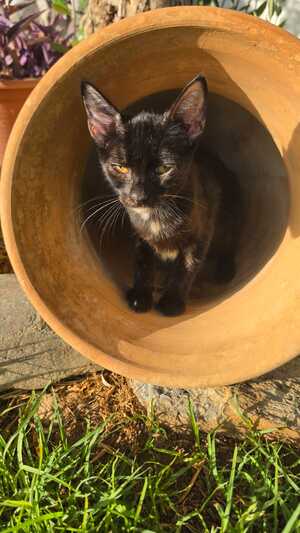 Adopter Felicia