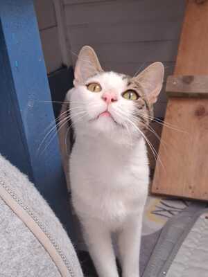 Adopter LANCELOT