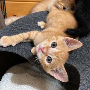 Adopter Bipsy