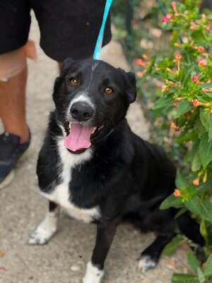 Adopter Mistral