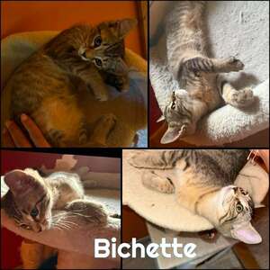 Adopter BICHETTE