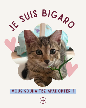 Adopter Bigaro 