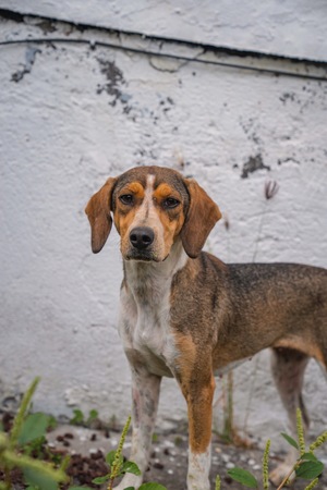 Adopter Cross
