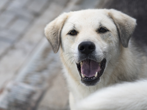 Adopter Ipso