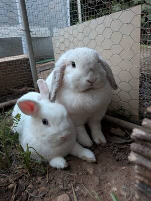 Adopter Perle et Nacre