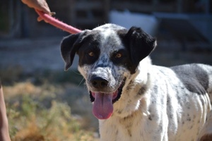 Adopter HARO