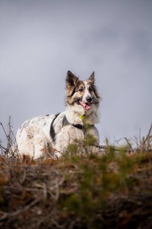 Adopter Jasper