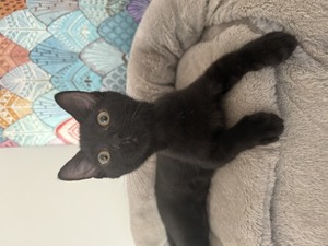 Adopter Crockmou