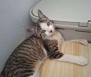 Adopter BELETTE