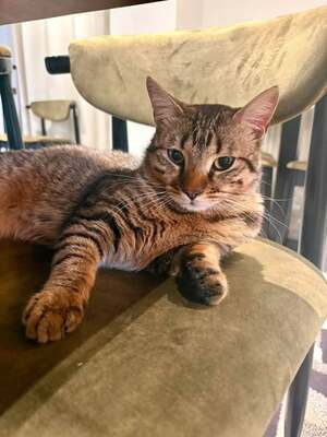 Adopter Campa
