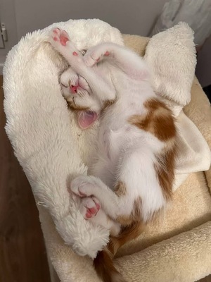 Adopter Koby