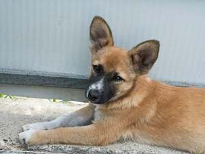 Adopter Calista