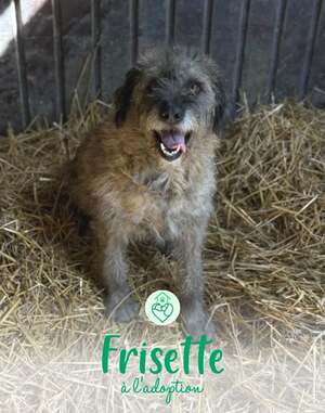 Adopter Frisette