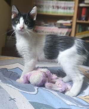 Adopter Crapule