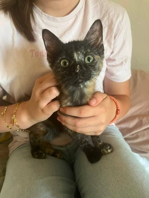 Adopter Havana