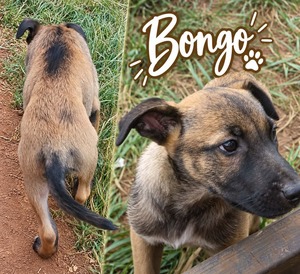 Adopter Bongo
