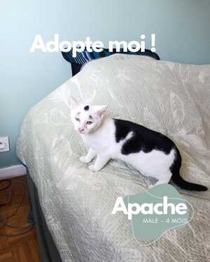 Adopter Apache