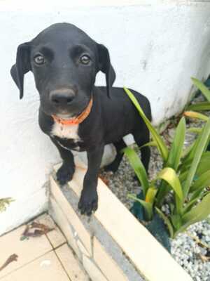 Adopter Peekie