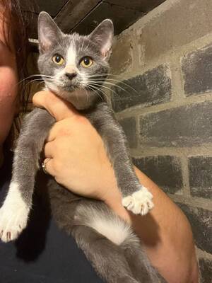 Adopter Litchi