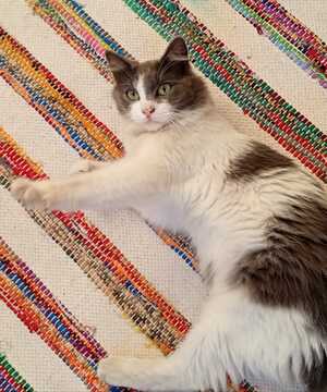 Adopter Berlioz