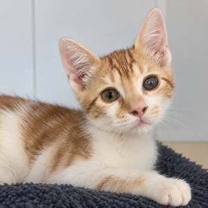 Adopter Gaston