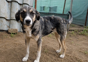 Adopter Amina