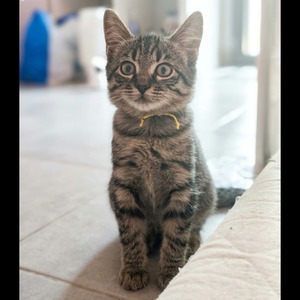Adopter Pixel