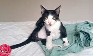 Adopter Bailey