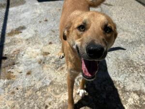 Adopter Track