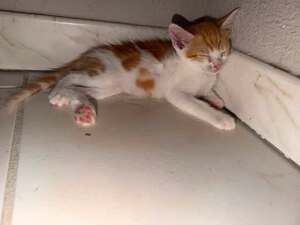 Adopter Flash