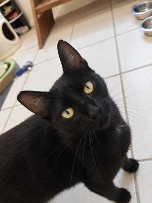Adopter Anies