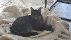 Adopter Baya