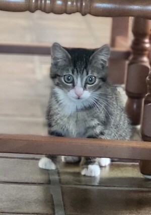Adopter Maya