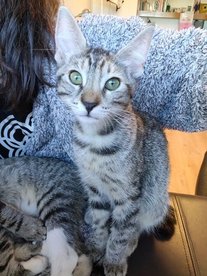 Adopter Belette 