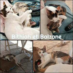 Adopter BALZANE et BITHIAH