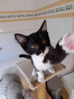 Adopter Chanterelle 