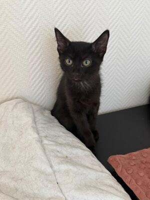 Adopter Loki