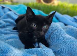 Adopter BUBA