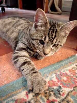 Adopter Bonnie